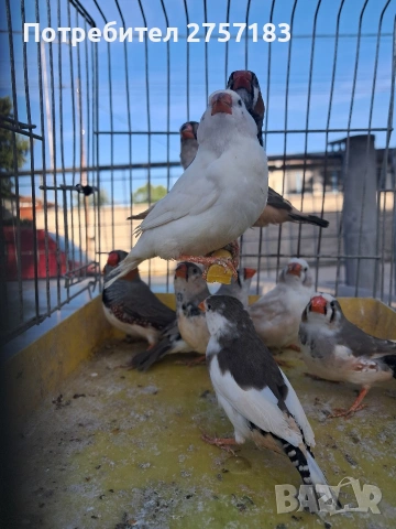 продавам зеброви амадини 2026, снимка 7 - Амадини - 54313788