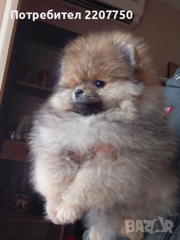 продавам померан 