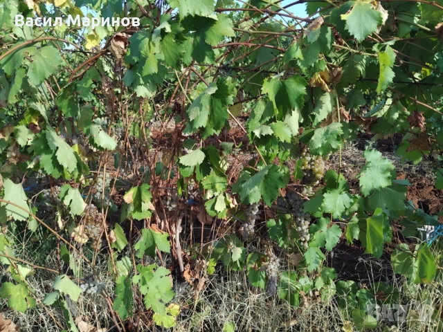 Продавам грозде Ркацители , с. Орешник, обл. Хасково, снимка 1