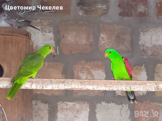 Червенокрили Папагали- бебе за дохранване, снимка 6 - Папагали - 42265769