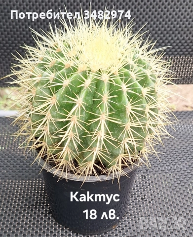 Предлагам стайни растения, снимка 16 - Стайни растения - 52260638