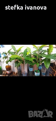 Японски мушмули продава