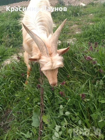 Млад пръч ,на една година ,за дъмъзлък ., снимка 8 - Кози - 54035020