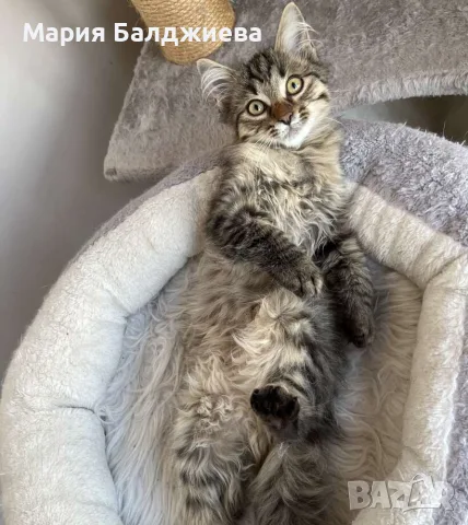Търся да осиновя, снимка 3 - Други - 55008443