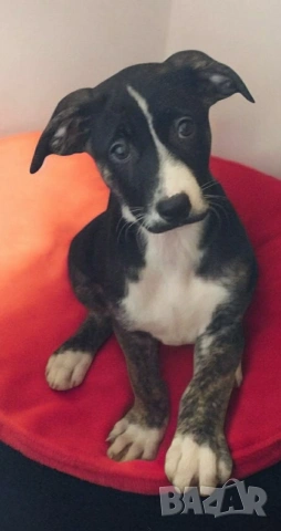 СПЕШНО ПОДАРЯВАМ ПЕТ ГОНЧЕТА БЕБЕТА, снимка 3 - Гонче - 54321374