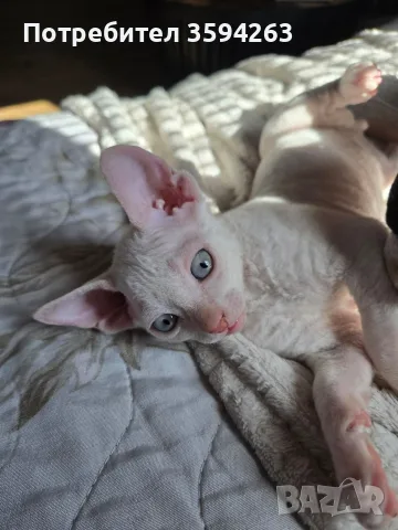 Коте Свинкс Флок 
