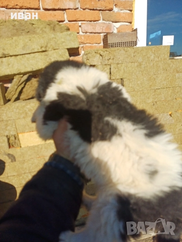 бок каракачанка , снимка 8 - Каракачанска овчарка - 52791726