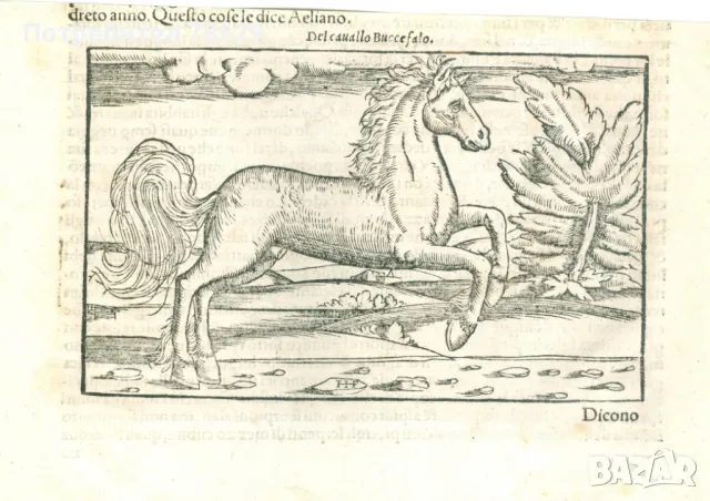 КОНЯТ НА АЛЕКСАНДЪР МАКЕДОНСКИ - 18 В.