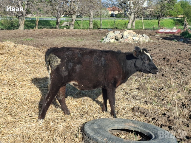 Продавам 2 женски телета