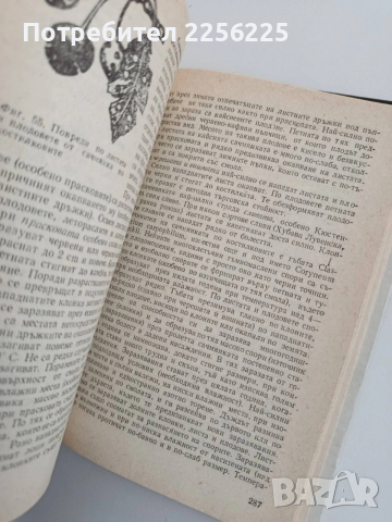 Болести и неприятели по овощните дървесни видове, снимка 2 - Специализирана литература - 54097986