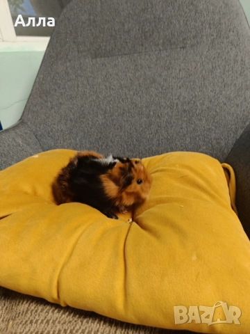 Морски свинчета альпако и розетка , снимка 7 - Морски свинчета - 52528070