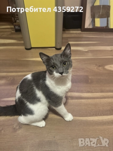 мъжка котка на 6 месеца 