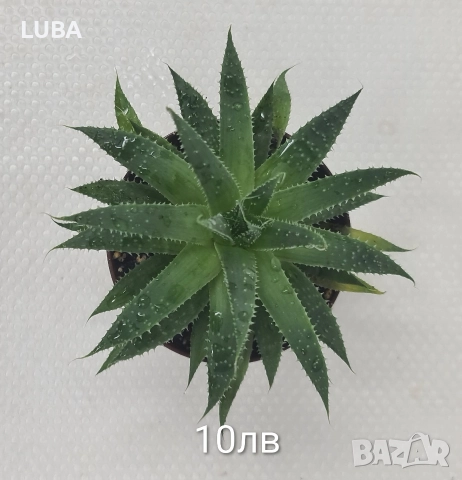 алое Аристата, снимка 10 - Стайни растения - 43375734