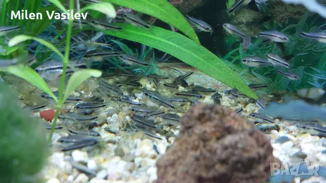 Corydoras Pygmaeus – Коридорас Пигмей, снимка 4 - Рибки - 50276036