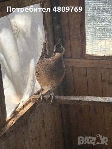 Женски фазан , снимка 1 - други­ - 54331627