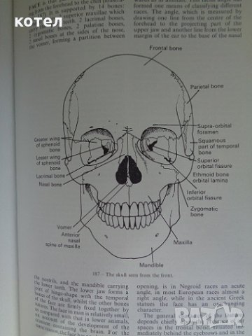 Black's medical dictionary, снимка 7 - Специализирана литература - 29883762