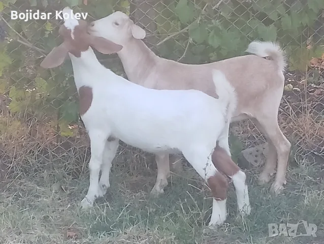 Продавам 2 женски ярета, снимка 8 - Кози - 55889333