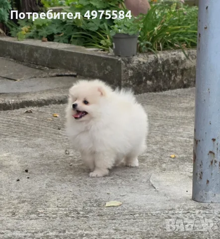 Померани - момиче и момчета, снимка 9 - Померан - 56449619