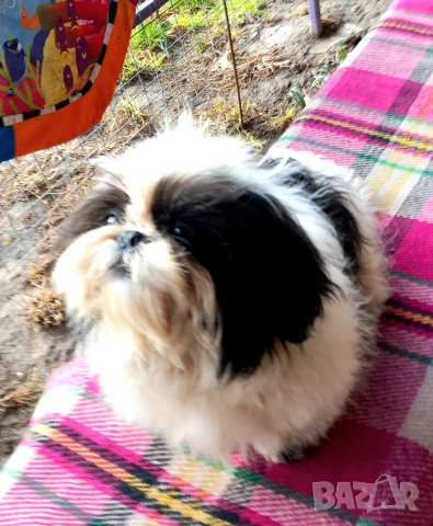 малки бебета Ши тцу , снимка 4 - Ши Тцу - 54096124