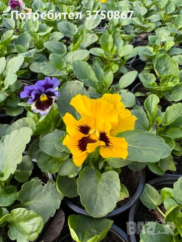 💞☀️🌿 Къдрави теменужки - Frizzle Sizzle, снимка 9 - Градински цветя и растения - 52084793