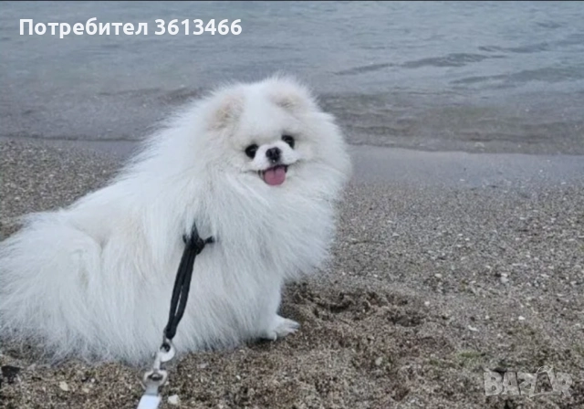 Мини мъжки померан , снимка 5 - Померан - 52935584