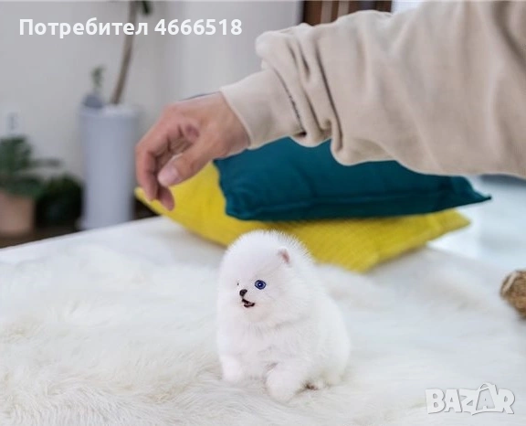 Мини померан, снимка 3 - Померан - 53140233