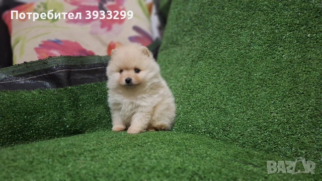 Померан мини померанче момиче, снимка 3 - Померан - 53116915