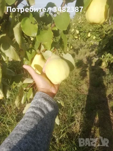Продавам български дюли            , снимка 5 - Домашни продукти - 56452248