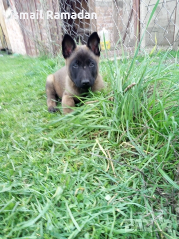 Малки белгийска Малиноа