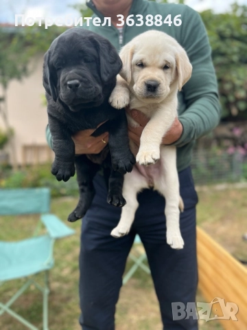 Лабрадор ретривър, снимка 5 - Лабрадор ретривър - 50688349