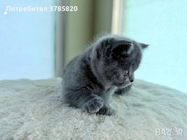 Британско късокосместо коте момче, снимка 6 - Британска късокосместа - 55842510