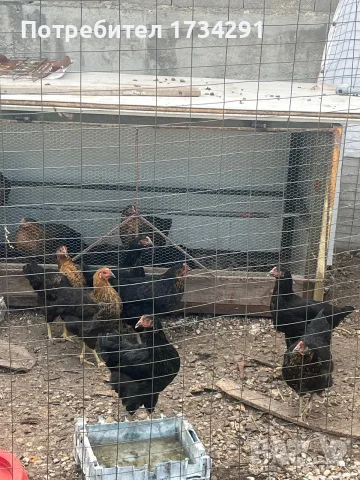 Продавам пилета Супер Харко, снимка 3 - Кокошки и пуйки - 56535031