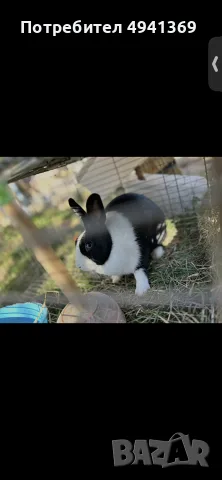Лъвска глава и зализан косъм, снимка 10 - Декоративни зайчета - 55969835