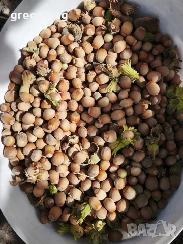 Български лешник с черупка , снимка 2 - Домашни продукти - 56368394