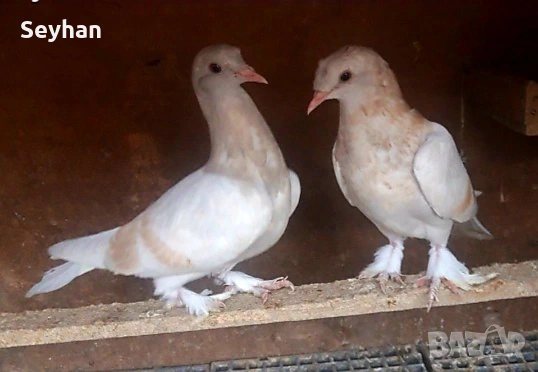 Мардини чифт