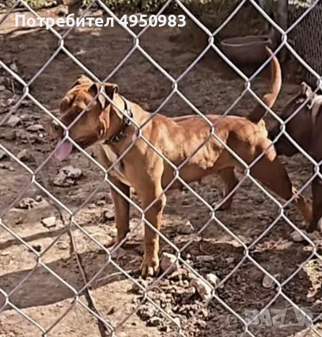 American Pitbull Terier X American bully, снимка 5 - Питбул - 56102706