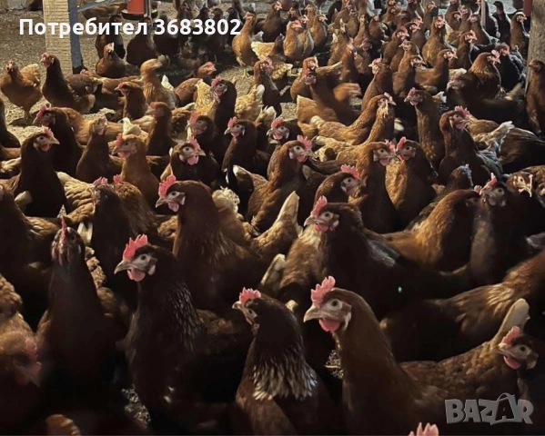 Кокошки ломан браун