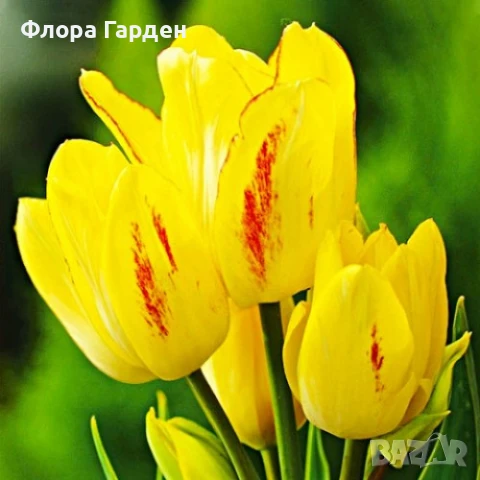 Луковици ЛАЛЕТА И ДРУГИ, снимка 11 - Сортови семена и луковици - 50970511