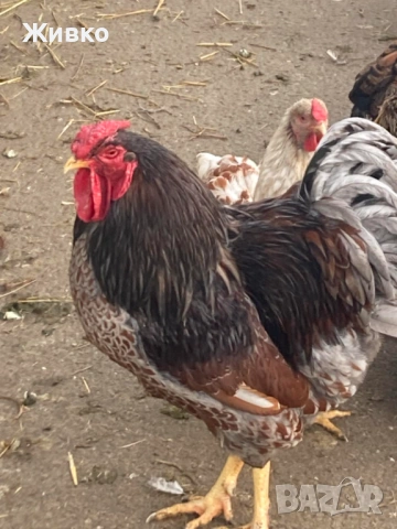 Виандоти, снимка 9 - Кокошки и пуйки - 54063681