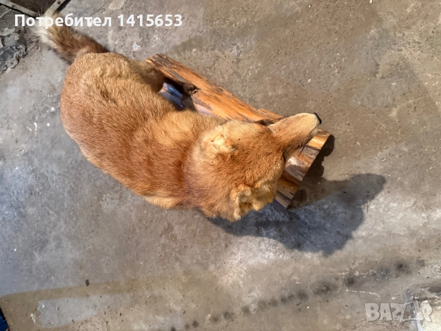 Продавам препарирана лисица, снимка 4 - Други ценни предмети - 52925497