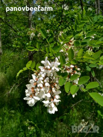 БИО пчелен мед Акация, Мащерка, Шипка, Див синап, Явор, снимка 3 - Пчелни продукти - 37347518