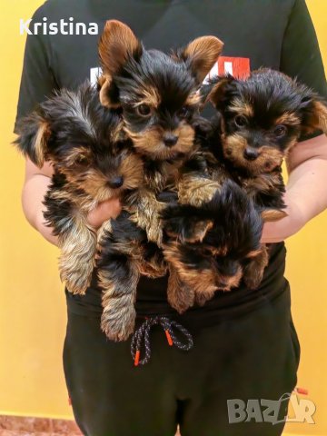 Йорки йоркширски териер, снимка 11 - Йоркширски териер - 39758358