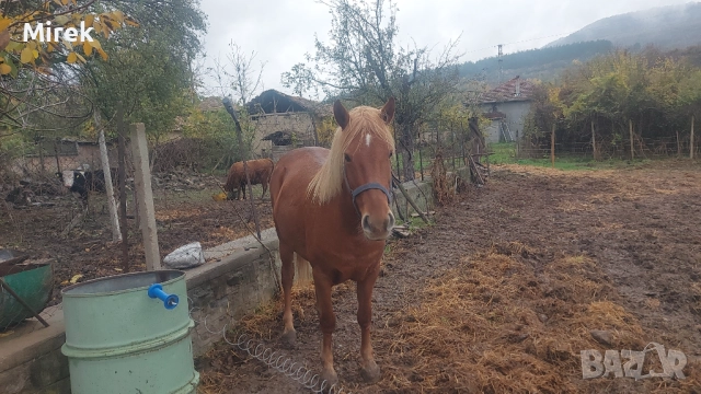 преговори, снимка 2 - Крави - 52787259