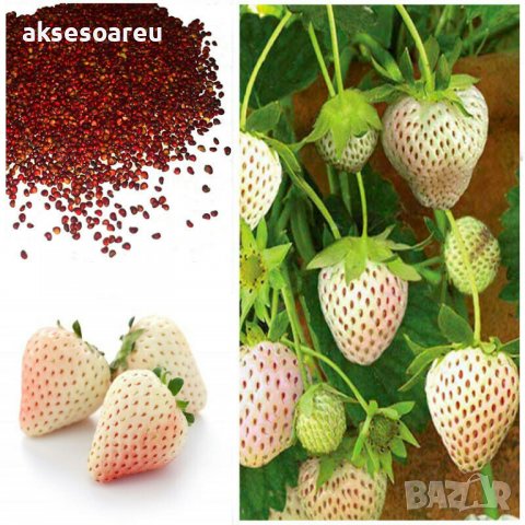 100 семена от плод бяла ягода органични плодови бели ягодови семена от вкусни ягоди отлични плодове , снимка 5 - Сортови семена и луковици - 37706682