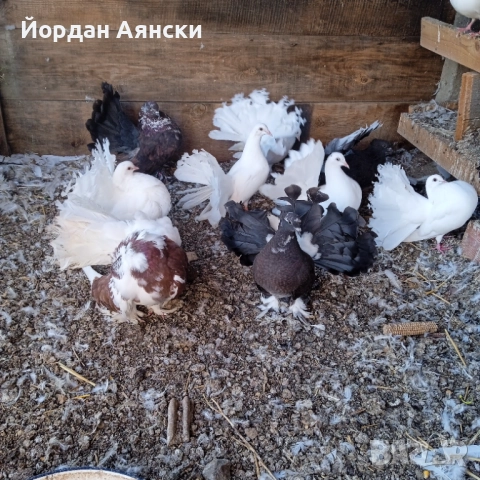 Паунести гълъби , снимка 4 - Гълъби - 52447948