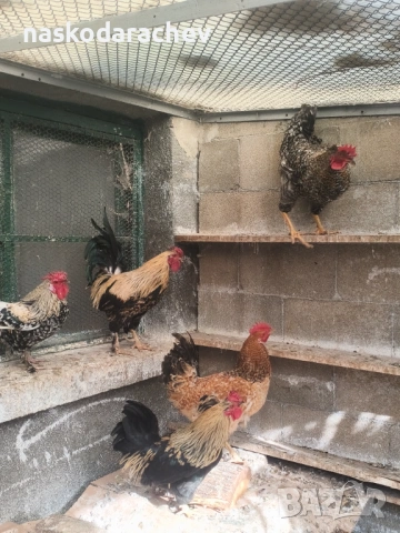 Продавам петли за клане за Петльовден или за разплод, снимка 7 - Кокошки и пуйки - 53021356