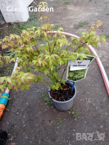 Клен - Acer Little Princess , снимка 3 - Градински цветя и растения - 53067683