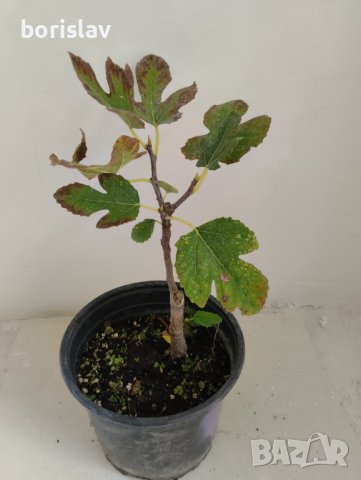 Далматинска смокиня - едра като круша, снимка 9 - Градински цветя и растения - 21060505