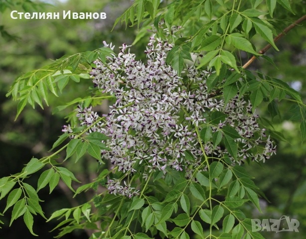 Хималайска мелия (Melia azedarach)