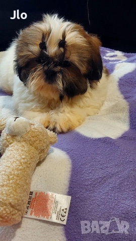 Прекрастно Шитцу , снимка 2 - Ши Тцу - 52653754